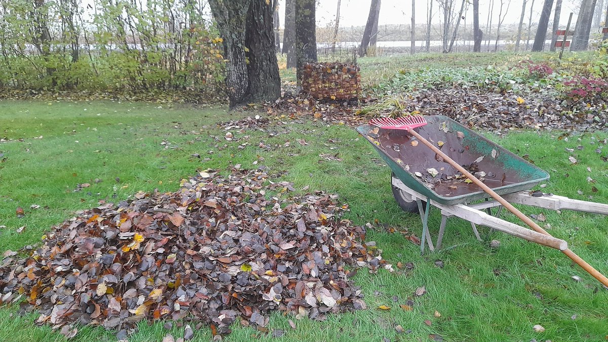 SwedishGamester's tweet photo. It sure took a #LongTime and my body is exhausted but now I'm finally done #RakingLeaves for this year! Or at least for today. Mom was also out raking for a while so both of us has done a really #GoodDaysWork! https://t.co/8NlCqmeys9