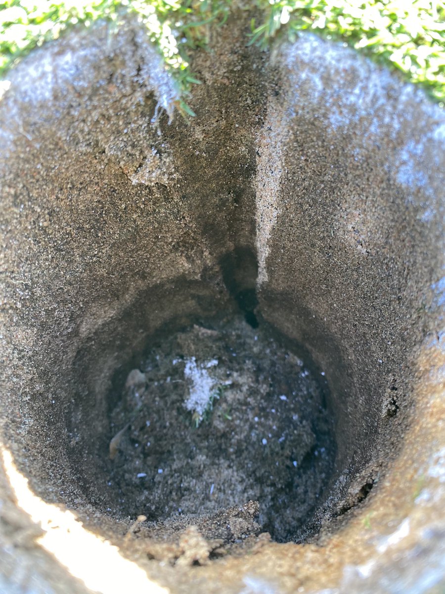 GriffithsJayson's tweet image. Looking backwards…this Red Oak was meant to be…from the tee it influences the shot to a wide landing but provides a sense of scale &amp;amp; belonging looking back from the green…plus yesterdays deeptine helped with last nights rains…#legacytrees