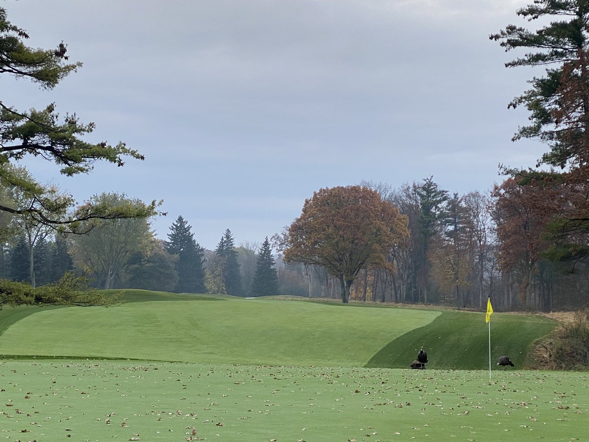 GriffithsJayson's tweet image. Looking backwards…this Red Oak was meant to be…from the tee it influences the shot to a wide landing but provides a sense of scale &amp;amp; belonging looking back from the green…plus yesterdays deeptine helped with last nights rains…#legacytrees