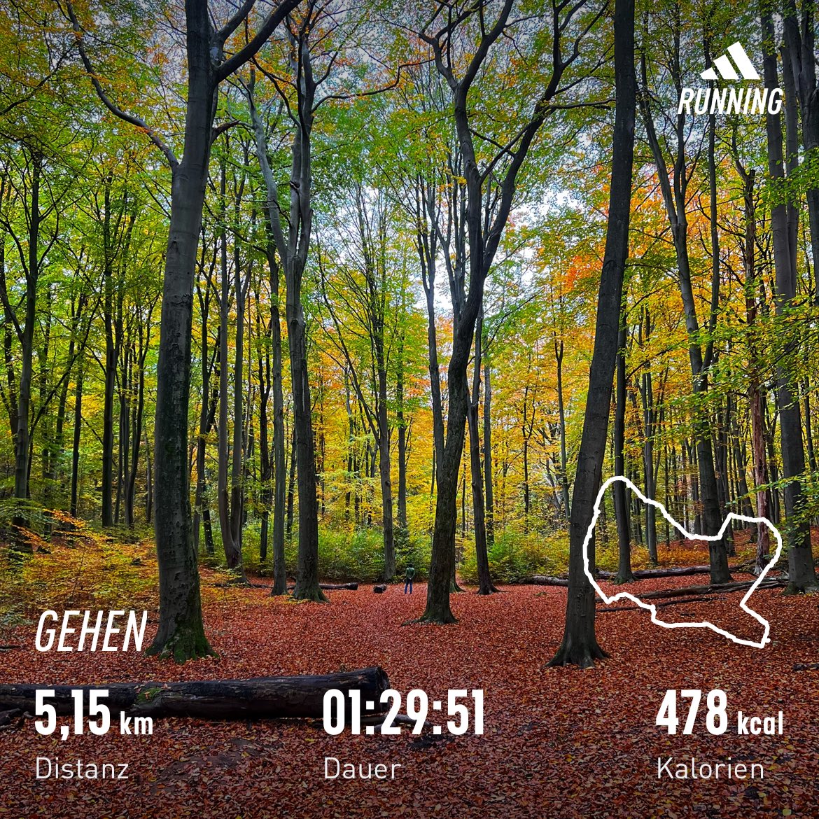 Colours of November Walk. 🍁