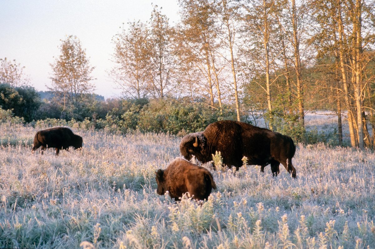 Our American neighbors are celebrating #NationalBisonDay, and so we’re jumping in to highlight how the bison plays an important role in North America! 🦬

Read how #ParksCanada works with partners to conserve and restore bison➡ ow.ly/Bigv50Q37J9
 
#ParksCanadaConservation