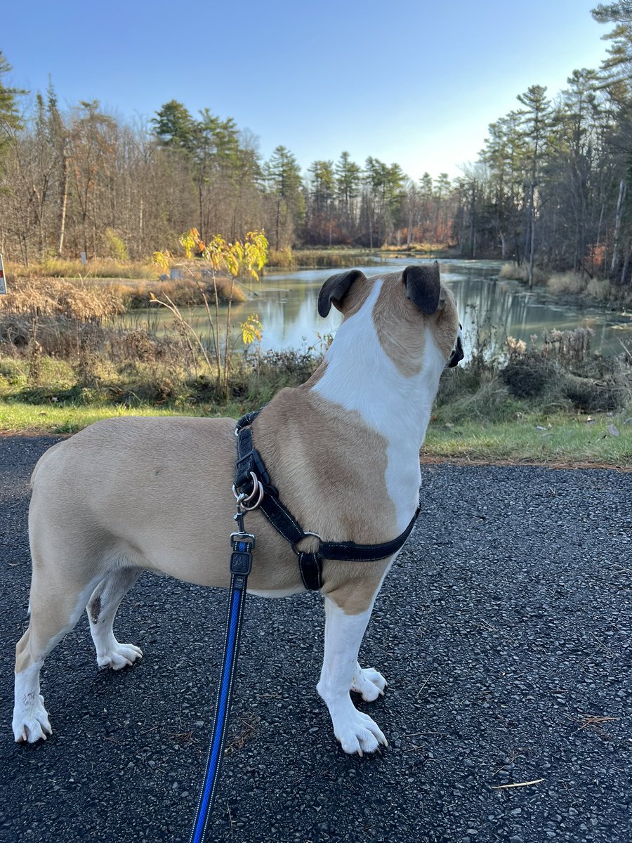 thedogOpus's tweet photo. Saturday morning stroll complete. Now for a snoozle then off to grandma and grandpa’s house thus afternoon! Have a great weekend everyone! #DofsofX #RescueDog https://t.co/l37t2cajrS