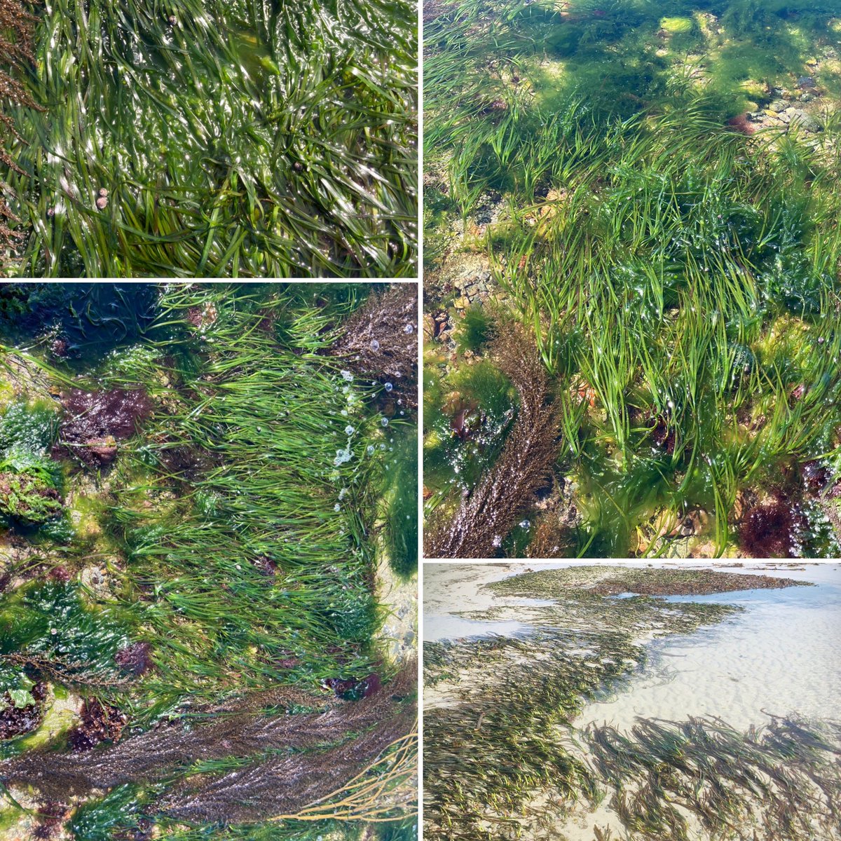 XplorOceanEarth's tweet photo. Can’t wait to attend and speak at the UK Seagrass Symposium this week, hosted by the @OceanCTrust and @CwallWildlife 🌱🌱🌱
I am representing @beepresearch Bailiwick Eelgrass Exploration Project (BEEP) our #eelgrass #seagrass #citizenscienceproject based in the Channel Islands! https://t.co/XmDAFft9kx