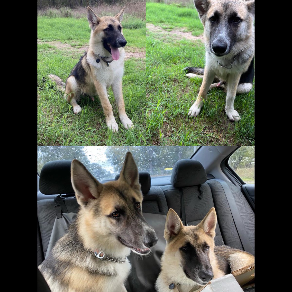Austin German Shepherd Rescue tweet media