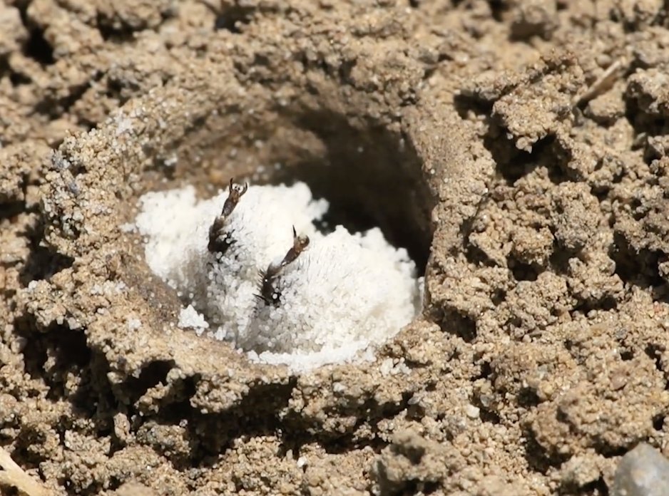 TV_POE's tweet photo. I figured someone out there would enjoy seeing a bee butt locked down with morning glowing pollen as it descends into his nest... 💜🐝 #beebutt #BeeNetwork #beeutiful https://t.co/kc80fAInrr