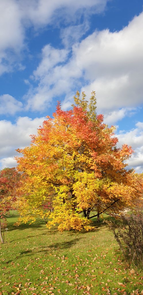 Daiyame's tweet image. It's been ages, but #DaiWalks again!!
🚶🏻🌳🍁🍃🍂💖
(A thread with more photos, will follow in a bit, when I'm back home with cake &amp;amp; coffee. 😌☕🍰) 🧵⬇️