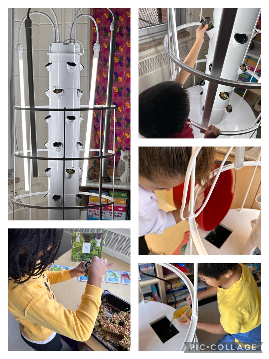 Wonderous Ones (@calctrlks) on Twitter photo We got our water tower up and running this week and transferred most of our seedlings 🌱. We are so excited to watch our variety of lettuces 🥬 grow. Basil seedlings will be added to our tower next week. <a href="/CalCentralPS/">Caledon Central PS</a> We got our water tower up and running this week and transferred most of our seedlings 🌱. We are so excited to watch our variety of lettuces 🥬 grow. Basil seedlings will be added to our tower next week. <a href="/CalCentralPS/">Caledon Central PS</a>