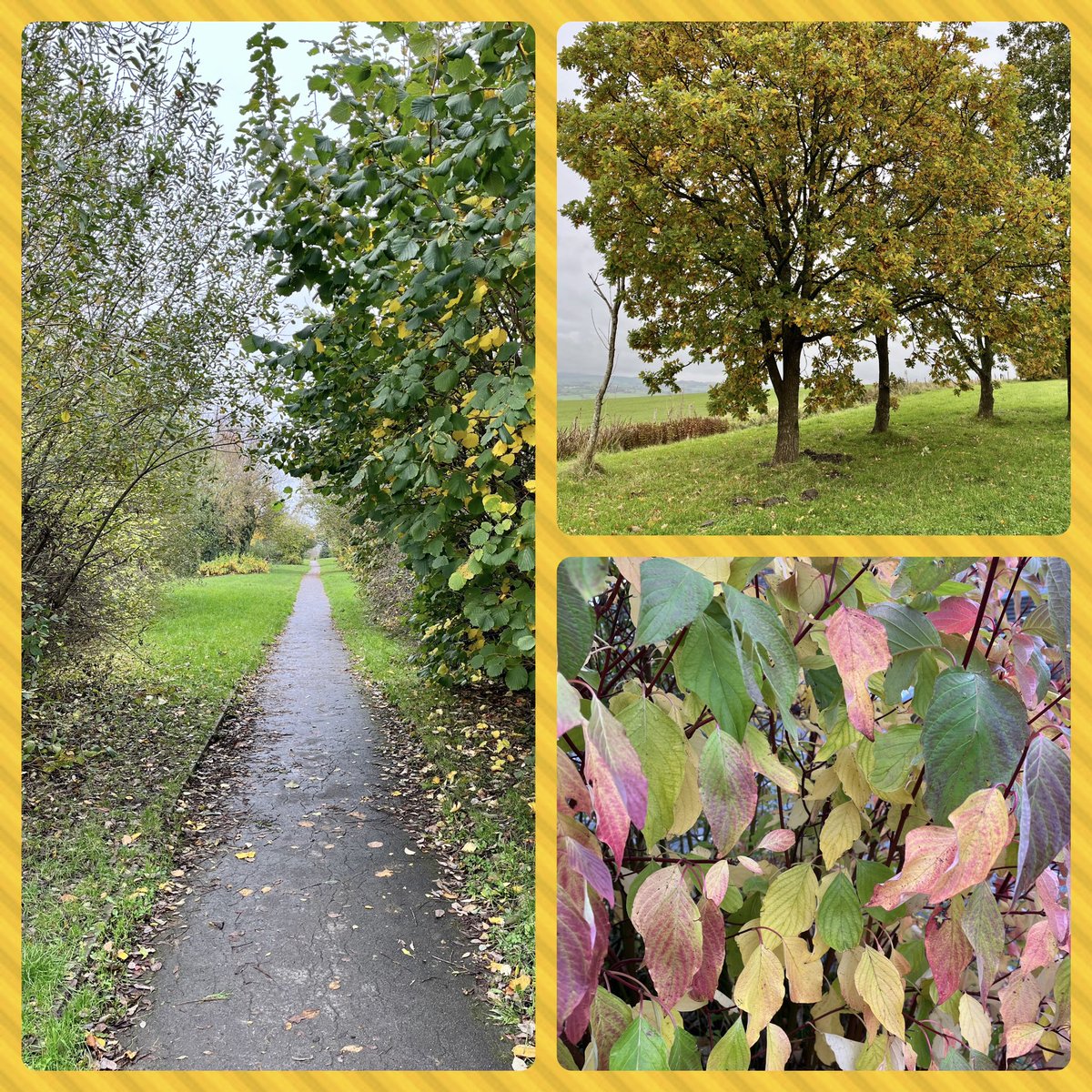 MelissaMorris__'s tweet image. Lovely autumn walk today! 🍂 The leaves are stunning! Great way to relax coming up to the halfway point of my final placement! 

#OTstudent #StudentOT #Walking #autumncolours #leaves #relaxing #Lancashire