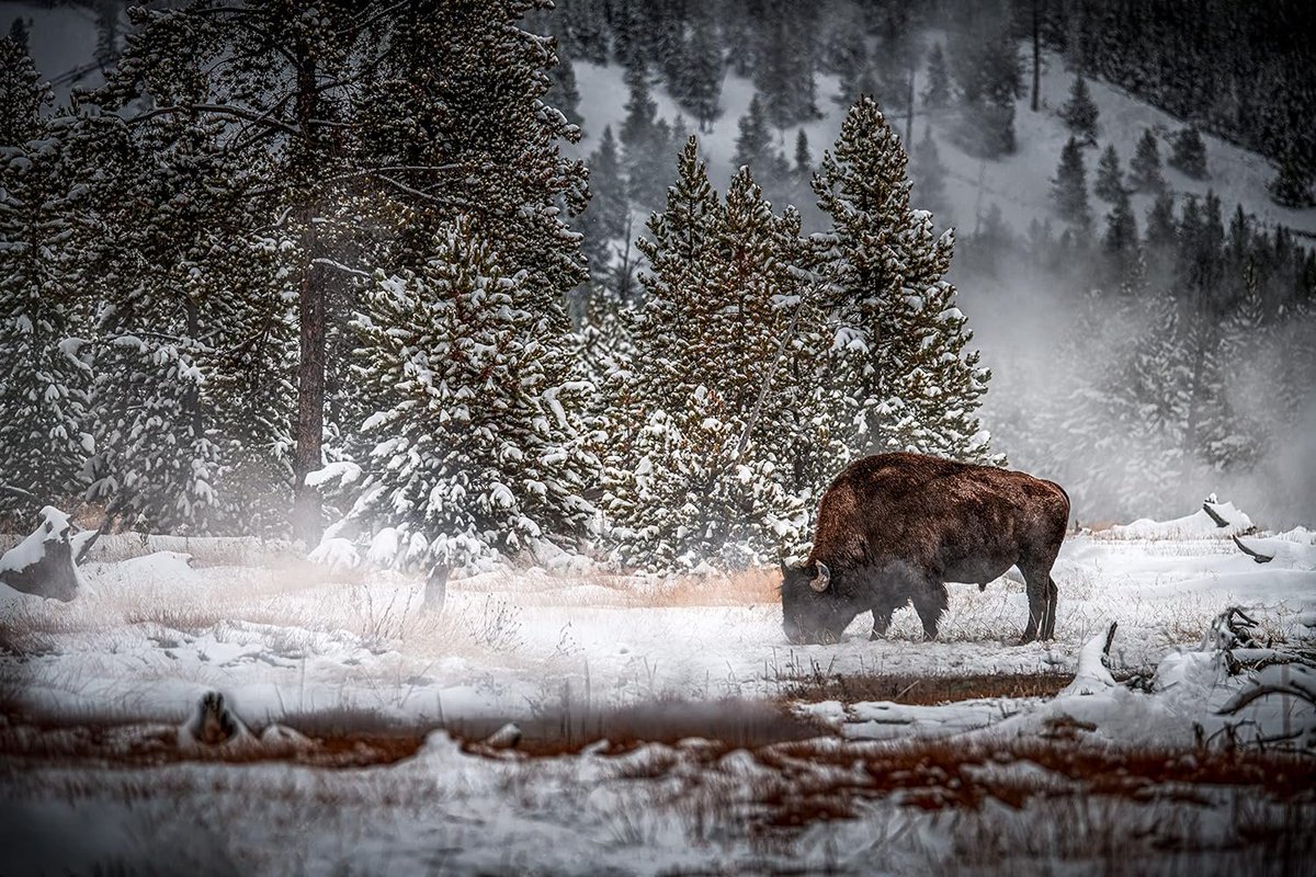 Bison/Buffalo in Snow - Print/Canvas/Acrylic/Metal 

Found this in Amazon Handmade. Image is from photographer Clifton Haley.  Lots of size choices if you want this image in your home.

amzn.to/3stsXLU via @amazon #ad #NationalBisonDay #amazonhandmade #photography