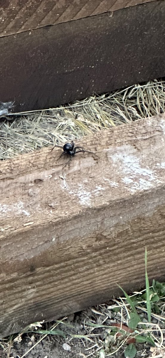 Twinwar's tweet image. Nothing like doing some early morning yard work. Moving some logs, and boom! Pissed off black widow comes at you.#BlackWidow #killitwithfire
