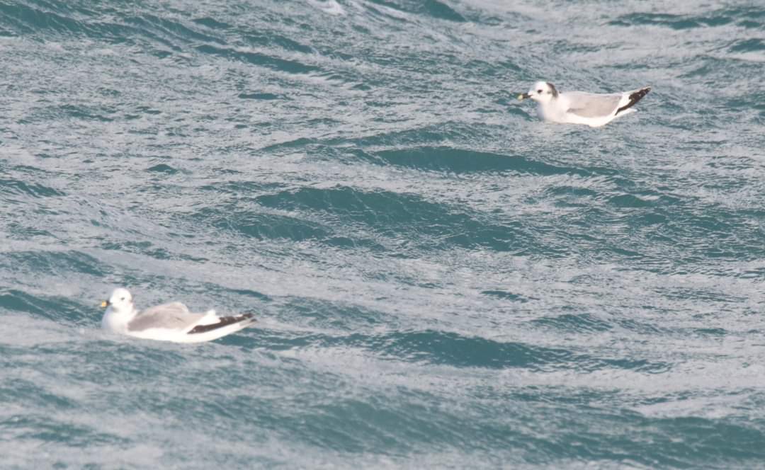 Yesterday's Grey Phalarope was followed by a Glossy Ibis and two adult Sabine's Gulls this morning. Sabine's Photos (JH).