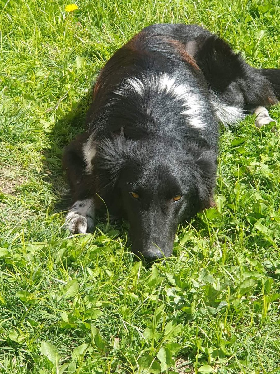 Milanesa con papas fritas tiene 10 meses y tiene, tambien, en su arbol genealogico es un tatarabuelo border collie
Buena, mansa y peludita busca casa
Viaja a CABA y GBA con traslado cubierto.
Queres adoptarla?
Escribime! Misionsolidariatwitter@gmail.com
asunto: Milanesa te amo
rt