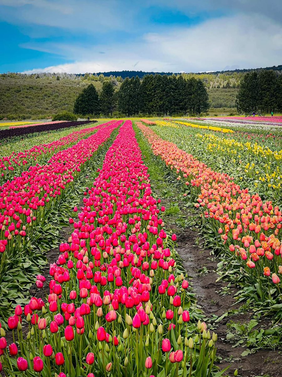 turisargentina's tweet photo. 🌷Un campo de amor y color. Tulipanes de Trevelin 🌷 

Hermosas fotos de Yamila Sandoval https://t.co/Usw3Zq7bCS