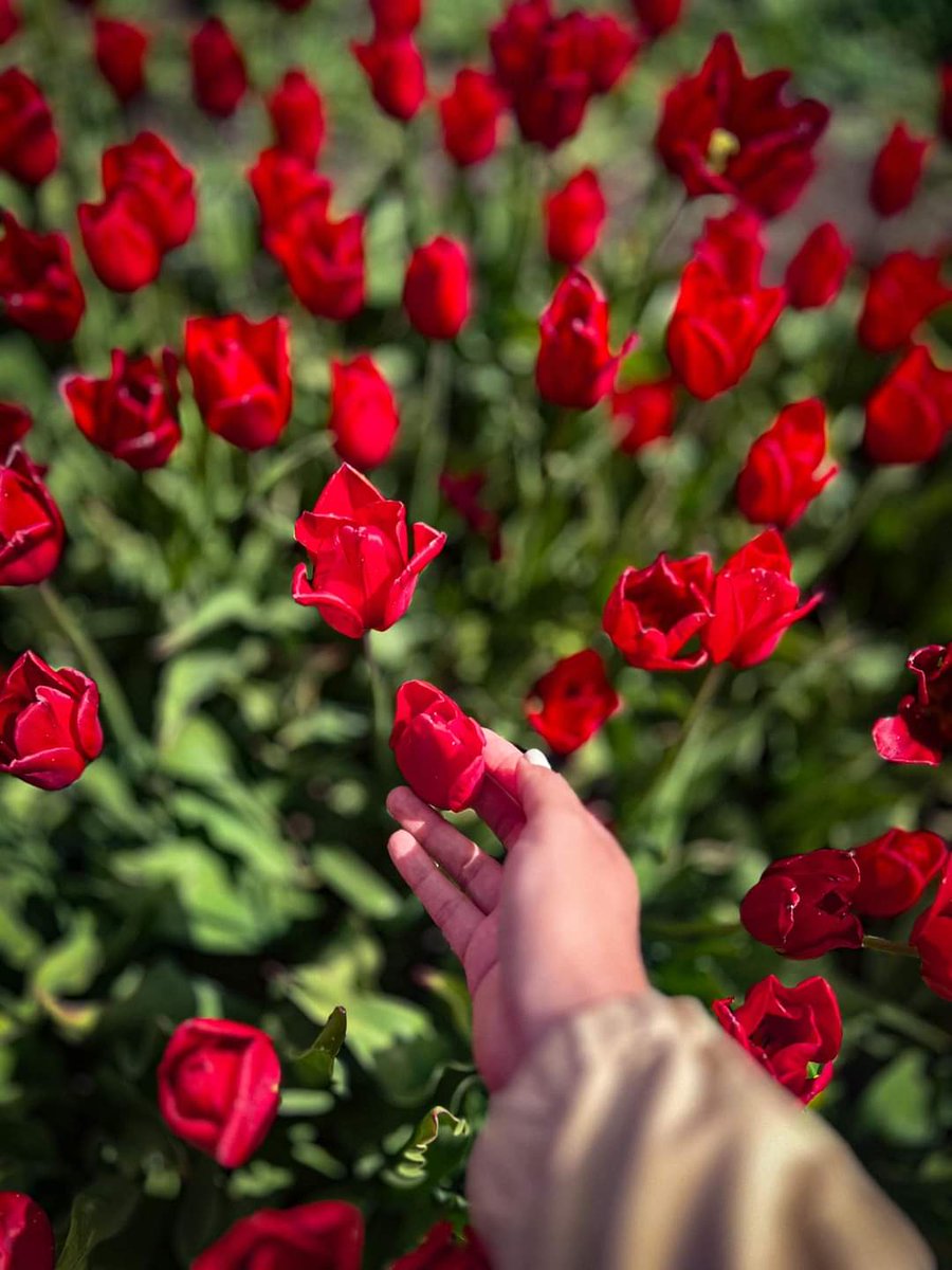 turisargentina's tweet photo. 🌷Un campo de amor y color. Tulipanes de Trevelin 🌷 

Hermosas fotos de Yamila Sandoval https://t.co/Usw3Zq7bCS