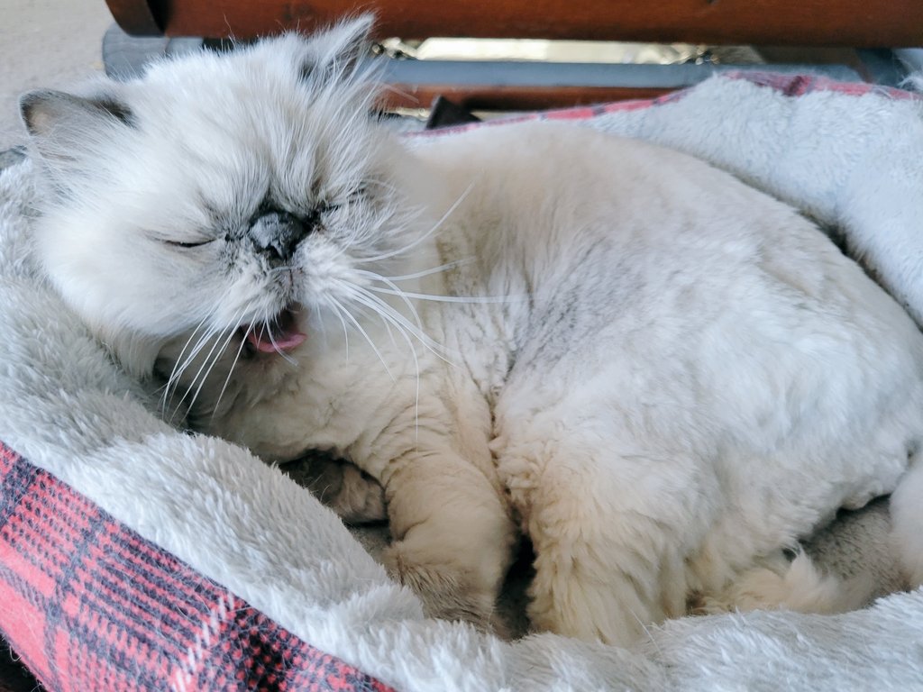 t_jh2009's tweet photo. After hoopla of #Shemptember &amp; #Catober, #Shemp just isn't impressed by a #Caturday in November. 😼 #CatsOfTwitter #CatsOfX https://t.co/K3WsogXFmR