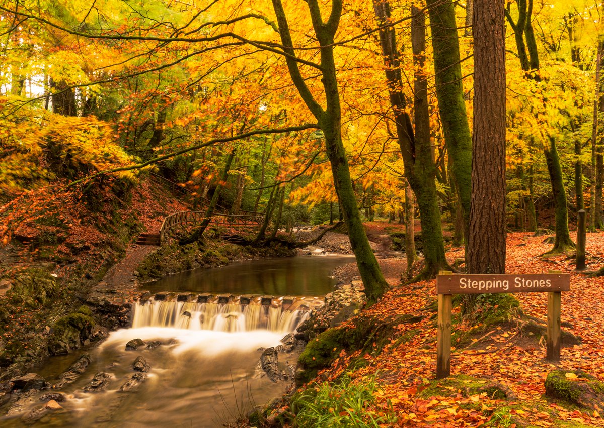 Another one of autumn colours at the Stepping Stones in Tollymore Forest Park yesterday,