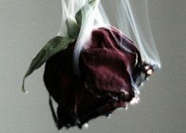 GraceBorrello's tweet photo. @aldanalisis @dalvamarti @gloprincess22 @rufinobel @gioburgos @terremotoan @AlvadeCastilla @Selenadeviaje @DonzeppIV @mavil2000 #PoetiRETO
#Semana101
DESAMOR
(Primante Básico)
Hoy,
marchita
nuestra confianza,
florece el desamor
perdida ya la postrera esperanza. https://t.co/y3GJCBo0ar