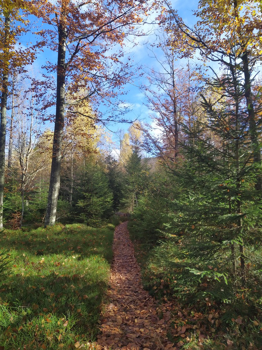 Beautiful autumn colours at the Bavarian Forest National Park 🌿😍