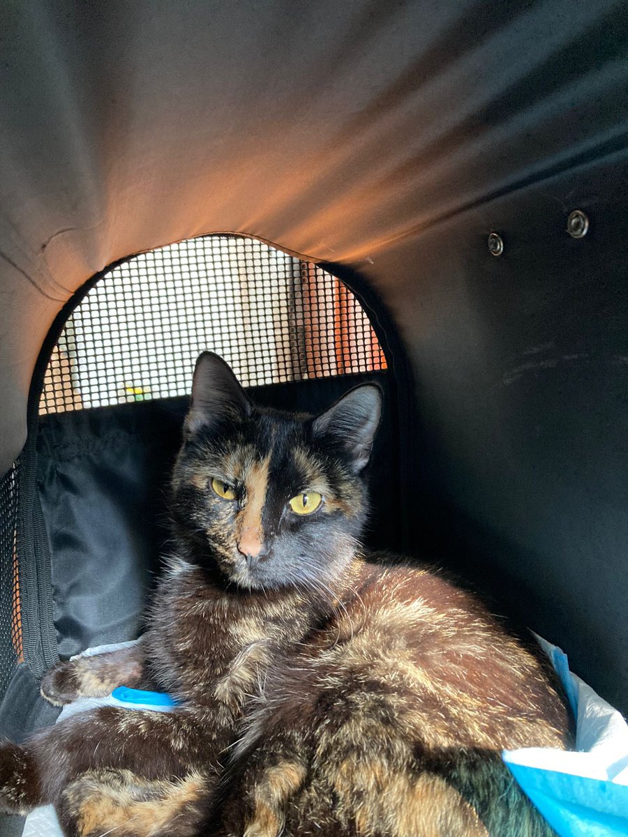 elanor_moss's tweet photo. Help needed! 🧵

me and @lowpines found this cat abandoned in a zipped up carrier by the trash with a festering leg wound that had gone necrotic. She was very friendly and had obviously been a house cat until someone couldn’t afford to care for her injury that has escalated https://t.co/Ek7CrLkDaD