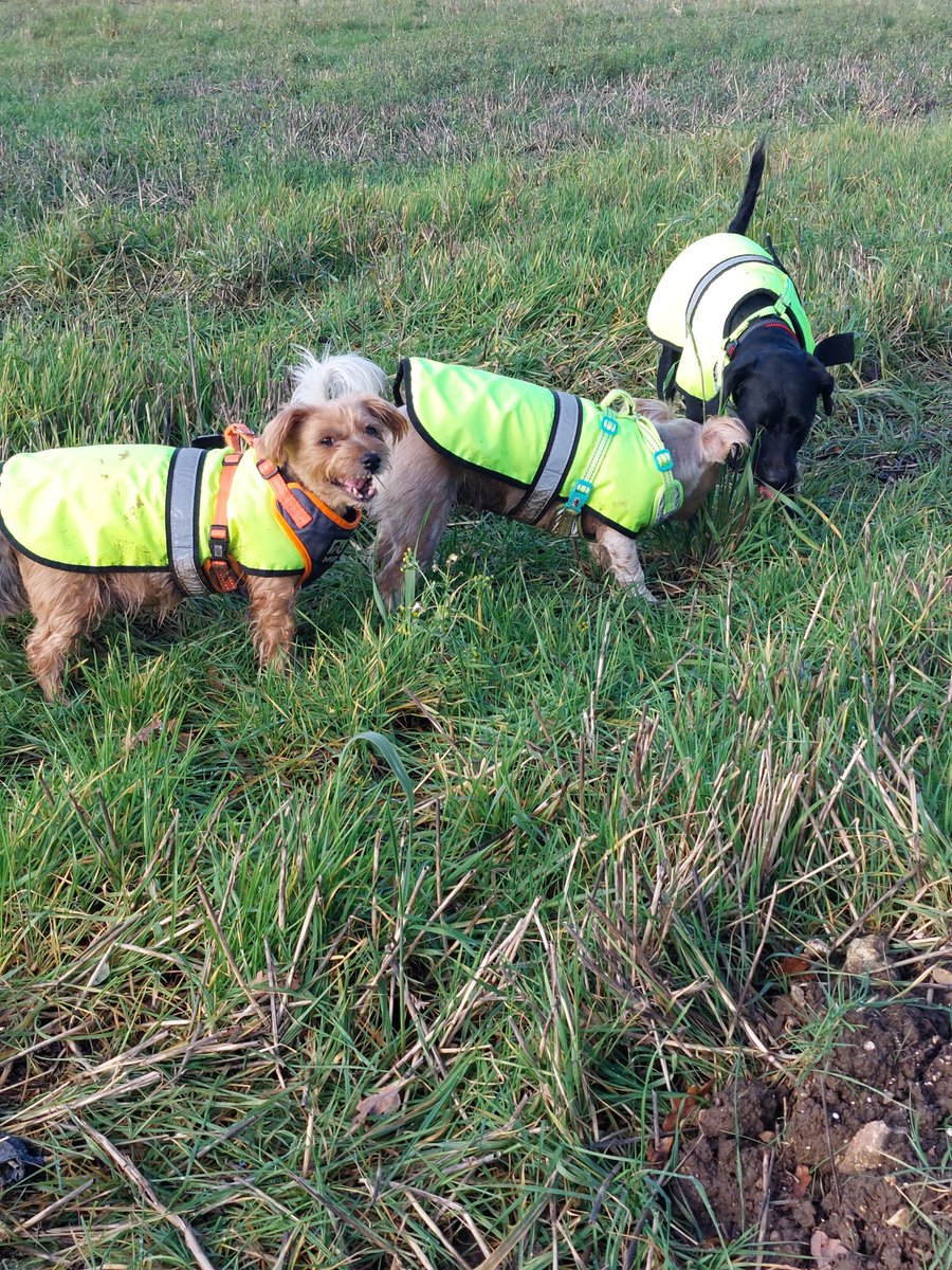 Hope with her best friends in life. She has a family of her own now. ❤️
Daisy, the Yorkies face is like that because if you look closely she has a bit of grass stuck between her teeth. 🥹👍
#hopesjourney 
#NaturesMenu