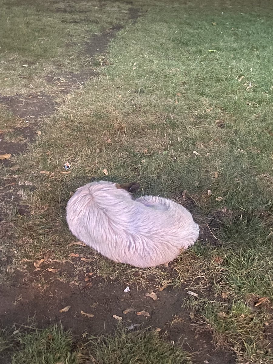 eva_nothing's tweet image. Random ✨