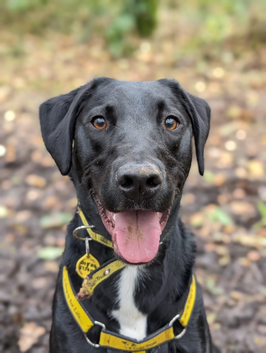 DT_WestCalder's tweet image. Tigger has had a fun filled afternoon🐶he has been getting his paws muddy playing outside🐾and has been doing lots of fun training with his friends here at the centre🤗

Find out more about Tigger by clicking the link in our bio⬆️

#AdoptDontShop #ADogIsForLife #muddypaws