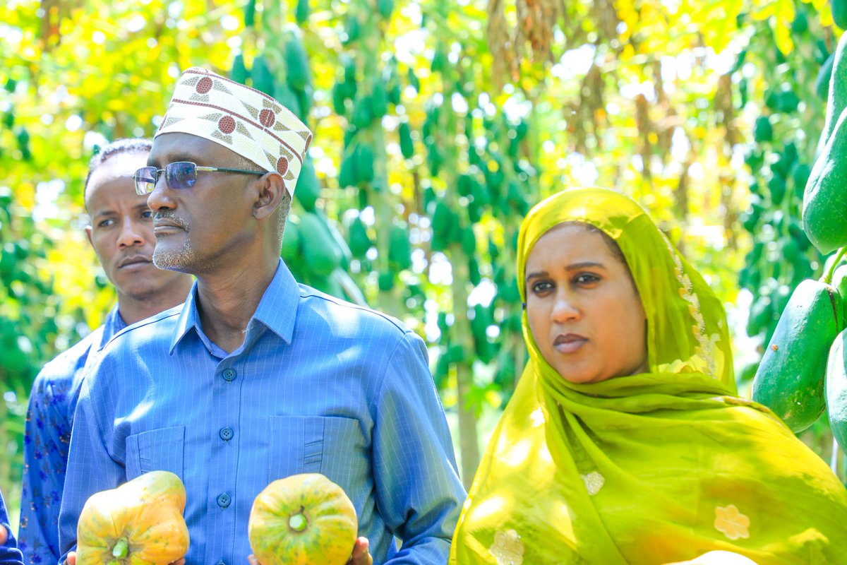 awolarba's tweet photo. በክልላችን ሳቡሬ ቀበሌ የሚገኝ ከፍተኛ የፓፓዬ ምርት ጎበኝተናል።

በሀገራችን የምግብ እጥረት ችግር ለመቀነስ የጀመርነውን ጥረት አጠናክረን በመቀጠል በብልጽግና መርህ ሀገራችንን ህዝቦቿን ወደ ታላቅነት የምናሸጋግር ይሆናል። https://t.co/JT2vEpPoSB