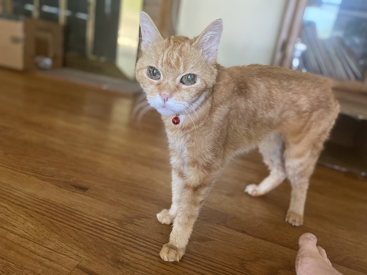 esoule951's tweet photo. Happy Caturday Morning from Kiki https://t.co/SqUSvUdE4u
