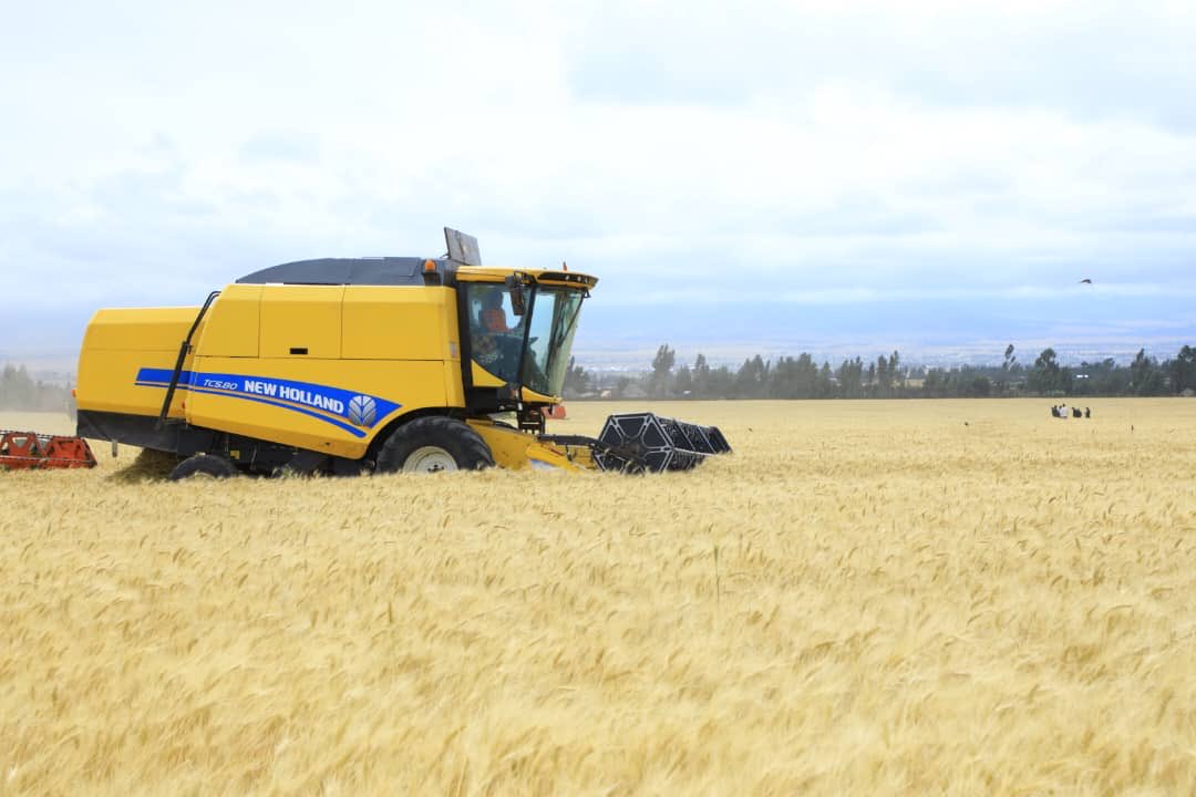 Shimelis Abdisa tweet media