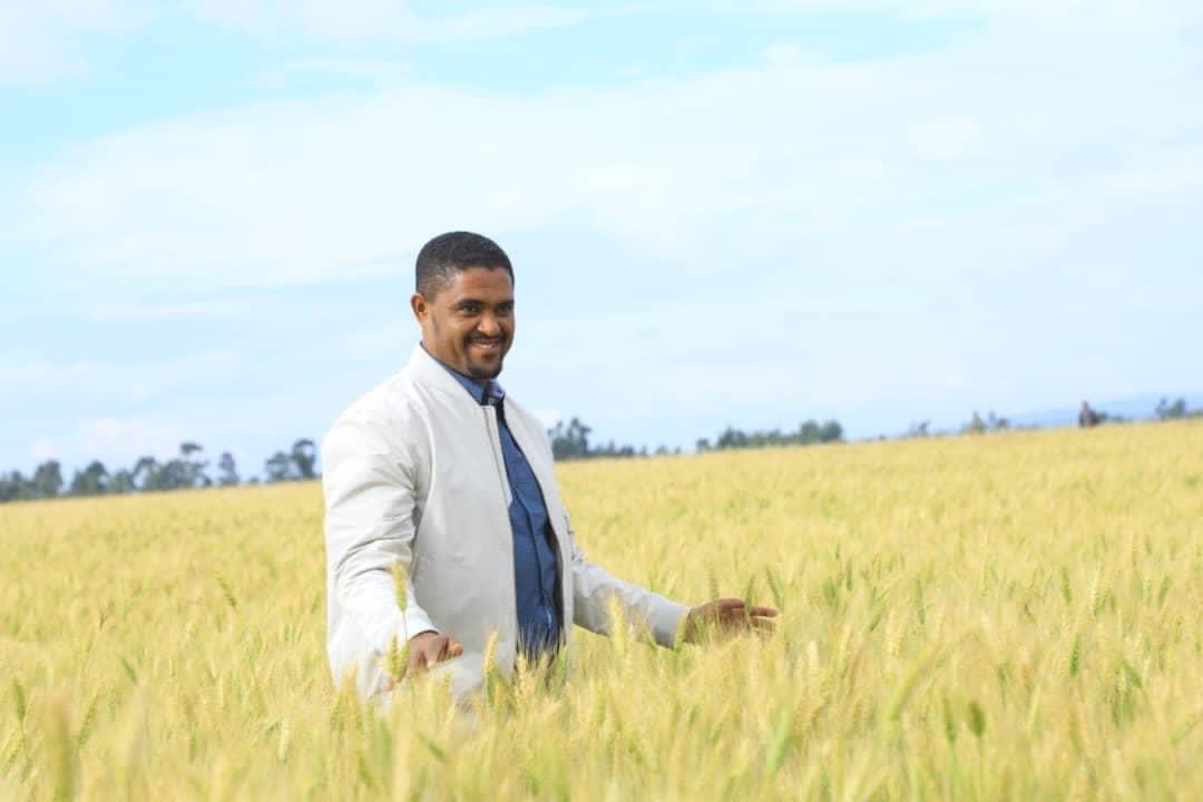 The Future of Ethiopia: self-reliance With new initiative of wheat we cultivated 2.4 mil hec with rainfed and working to cover 2.6 mil hec with irrigation. We started harvesting the rainfed and the productivity is very good. We cultivate and harvest wheat throughout the year!!!