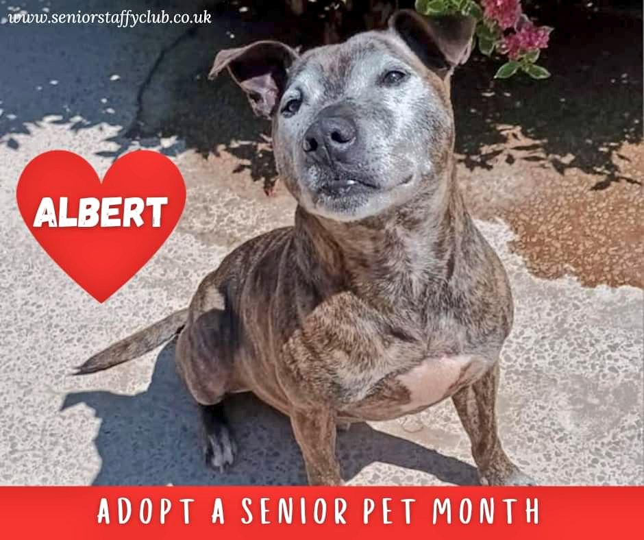 Our adorabull Albert is still waiting for his special someone, could that someone be you??
Read more about him at seniorstaffyclub.co.uk/adopt-a-staffy… ❤️❤️❤️
#AdoptASeniorPetMonth #TeamZay #StokeOnTrent #RESCUEISMYFAVORITEBREED