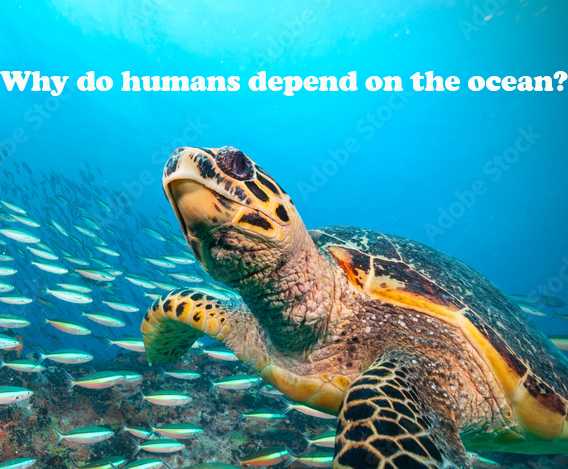 Here are 3 reasons humans need the ocean;

1. More than 3 billion humans depend on the ocean as their source of food.

2. Plants in the ocean create about half of the world's oxygen.

3. 128 billion dollars are produced through ocean-dependent industries.

📷 Adobe stock-Jag_cz