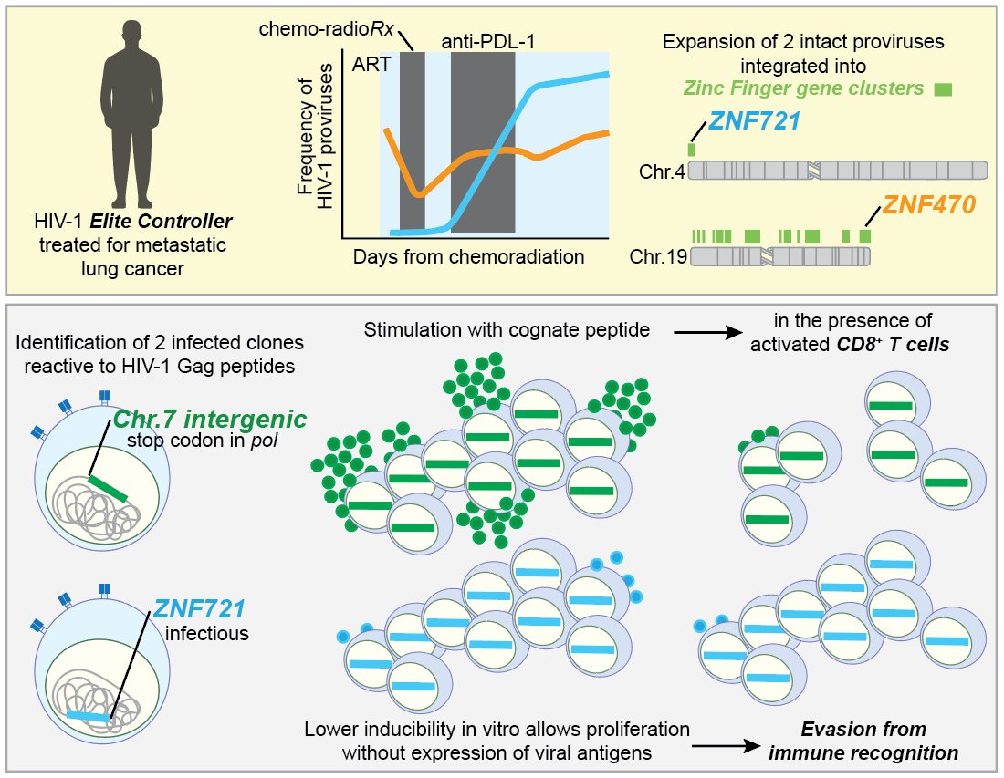 FRSimonetti 🦋 (@simonettifr) on Twitter photo How do highly expanded clones carrying #HIV infectious proviruses survive despite strong immune pressure?
We had blast working side by side with the Blankson Lab. Here is a "short"🧵on our last story published in <a href="/jclinicalinvest/">Journal of Clinical Investigation</a>, led by <a href="/filippdragon1/">fdragon</a> and <a href="/abena_kwaa/">Abena Kwaa</a> How do highly expanded clones carrying #HIV infectious proviruses survive despite strong immune pressure?
We had blast working side by side with the Blankson Lab. Here is a "short"🧵on our last story published in <a href="/jclinicalinvest/">Journal of Clinical Investigation</a>, led by <a href="/filippdragon1/">fdragon</a> and <a href="/abena_kwaa/">Abena Kwaa</a>