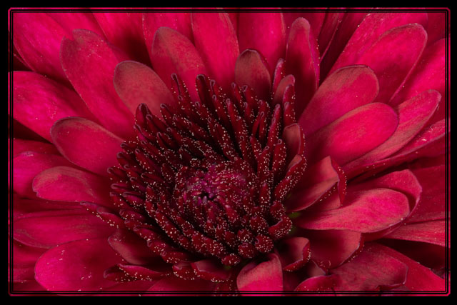 Darren Smith Photography tweet media