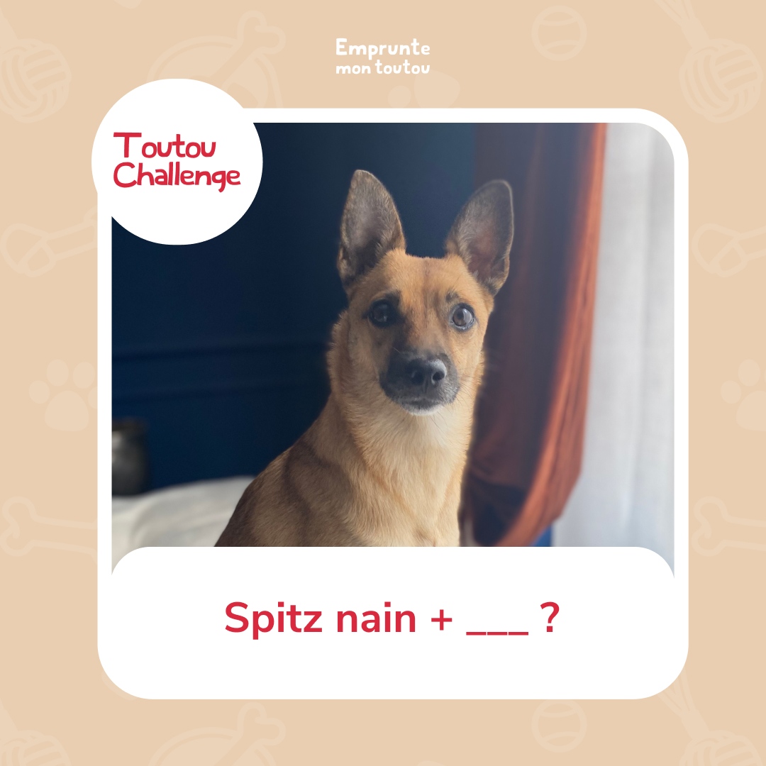 ⚠️ Défi du jour ⚠️

Dites bonjour à Raja, un petit toutou de 4 ans 🥰

Saurez-vous deviner son mix de races ? Un indice : il vient du Japon  

Découvrez plus de toutous sur notre app : 👉 empruntemontoutou.com

#empruntemontoutou