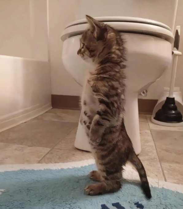 catloverplace's tweet photo. lot on his mind #cat #catlover #mycat #bigcat #americancat #usacat #catusa https://t.co/bKsnmMJgTF