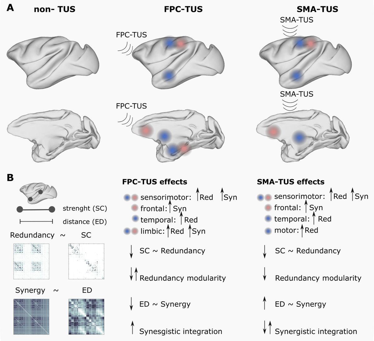 GaticaMarilyn's tweet photo. Is there a brain's high-order reorganization after transcranial ultrasound stimulation (TUS)?

Check out our latest preprint in collaboration with @ConnectomeLab @jerome_sallet @PedroMediano @MohammadKhawash  Cyril Atkinson-Clement and James Ross
https://t.co/e3AYTBV8ui 
🧵1/N https://t.co/6UEYi5wksI