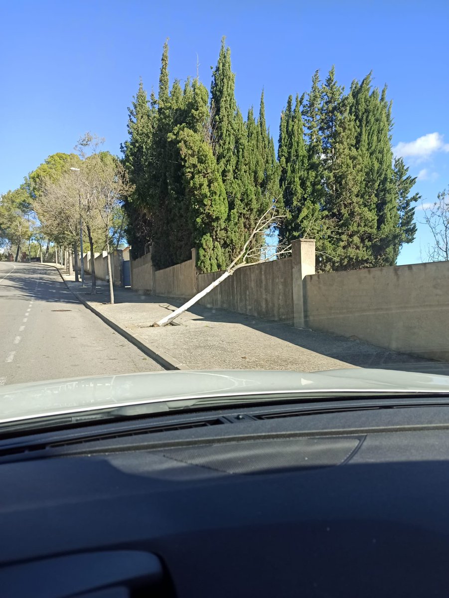 Avda. Can Tapis: Seguim restant 🌲 aquest ha estat pel fort vent dels últims dies, cal a dir que estava mort però com molts en aquesta avinguda estan morts i no sustituits.