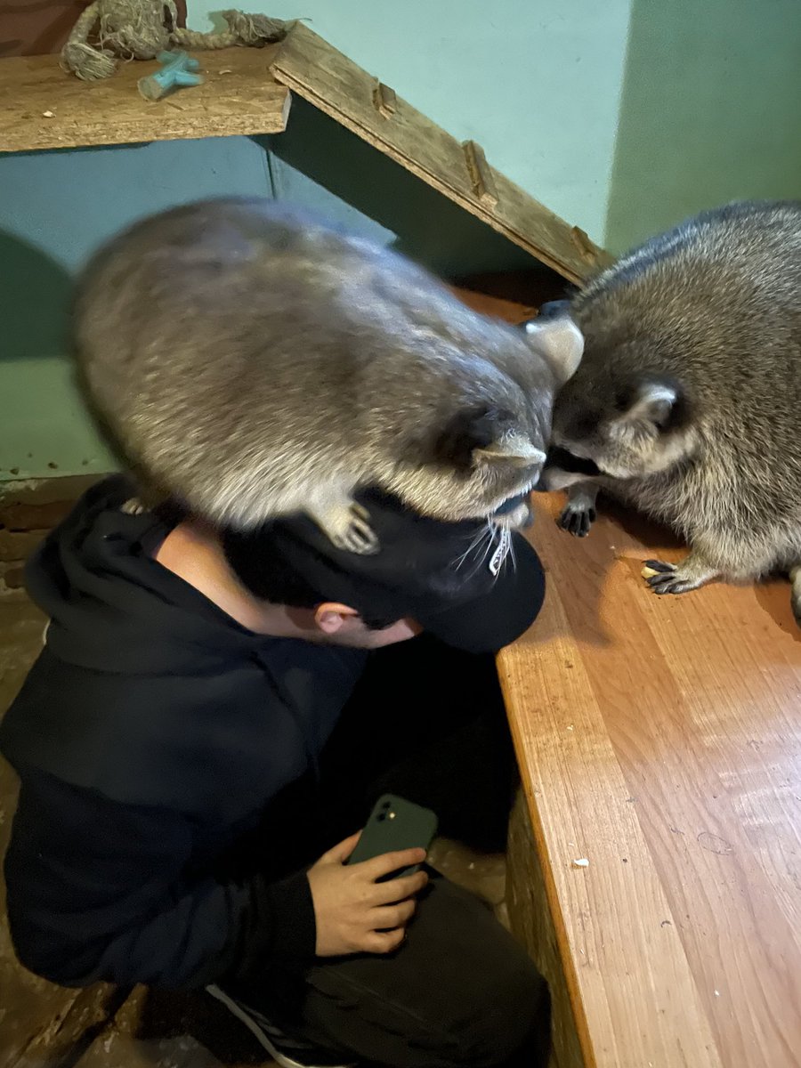 ARAI ❤️🦝 tweet media