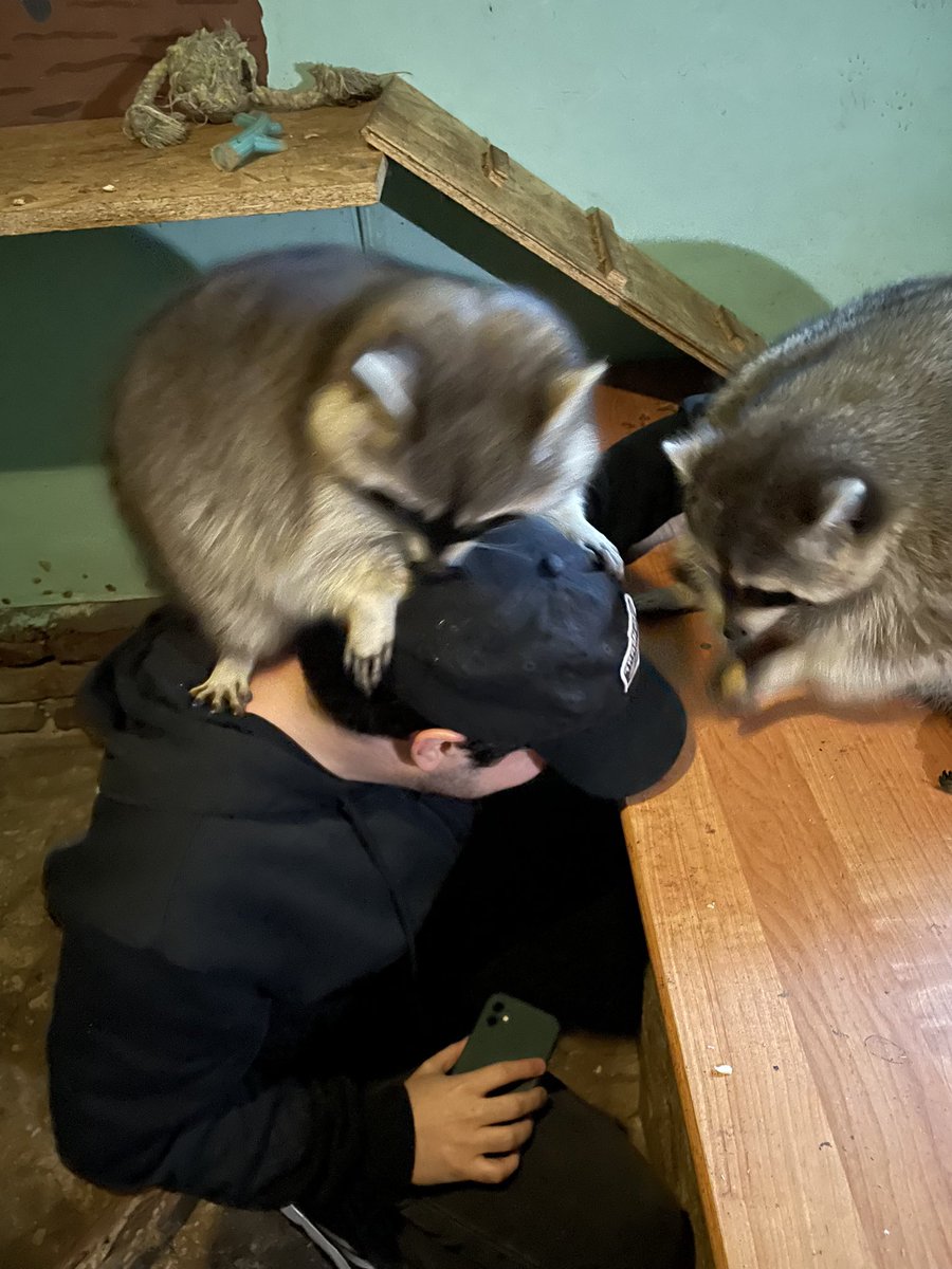 ARAI ❤️🦝 tweet media