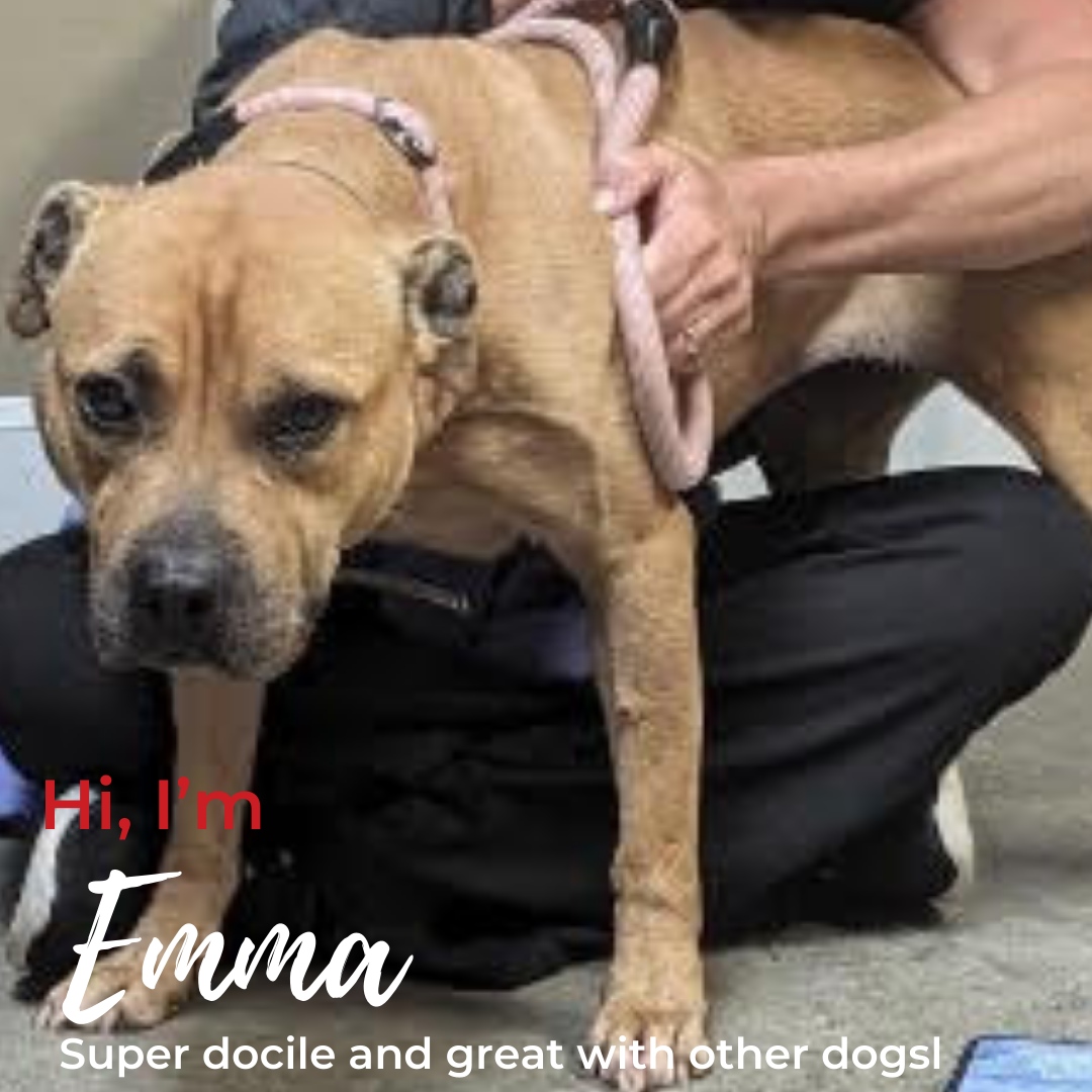 PawsCoTeam's tweet photo. 🚨 FOSTER HEROES NEEDED URGENTLY 🚨⁠ We're sending out an SOS for some of the sweetest souls on four paws! 🐾💕 They need a foster by Monday. Meet Emma, Slim, Zazu, Ladybug, Dion and Junebug! 👋🐶 
⁠
#FosterADogSaveALife #PawscoHeroes #UrgentDogFostersNeeded https://t.co/FdGhrxPKu9
