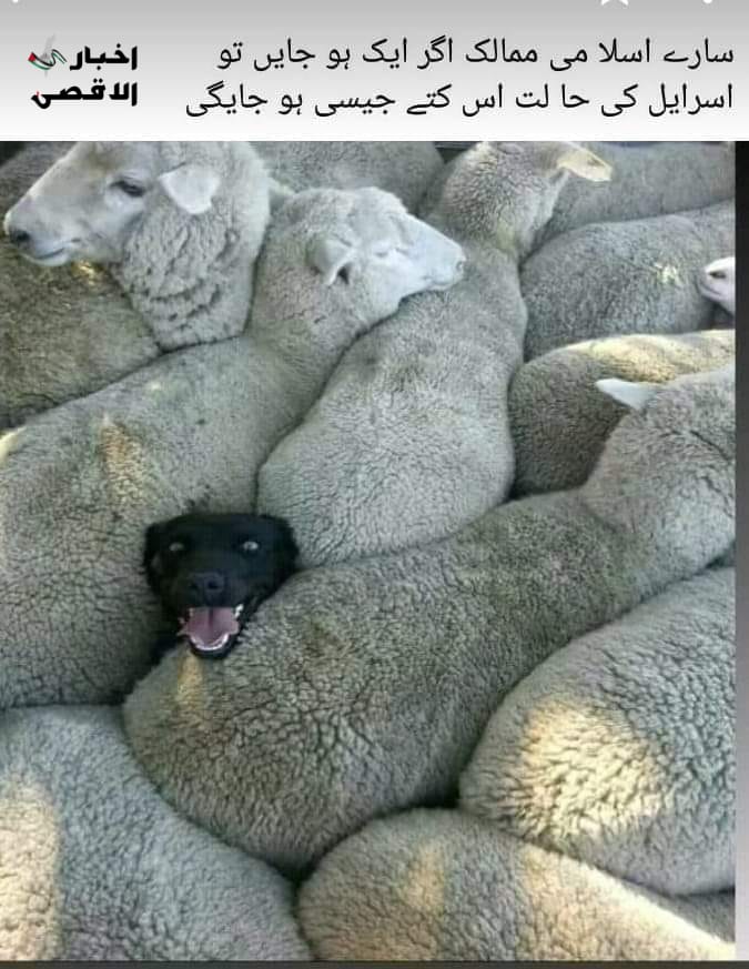 কুতুবুদ্দিন রহমানী 🇮🇳 tweet media