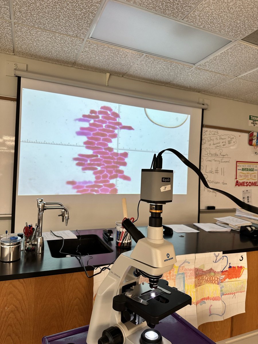 Mr. Miller (@jmillerscience) on Twitter photo Red onion cells shriveling and expanding in movie-like resolution on our new <a href="/ACCUSCOPE_Micro/">ACCU-SCOPE Inc.</a> ! My students were mesmerized. #science #STEMeducation <a href="/emeadowschools/">East Meadow Schools</a> Red onion cells shriveling and expanding in movie-like resolution on our new <a href="/ACCUSCOPE_Micro/">ACCU-SCOPE Inc.</a> ! My students were mesmerized. #science #STEMeducation <a href="/emeadowschools/">East Meadow Schools</a>