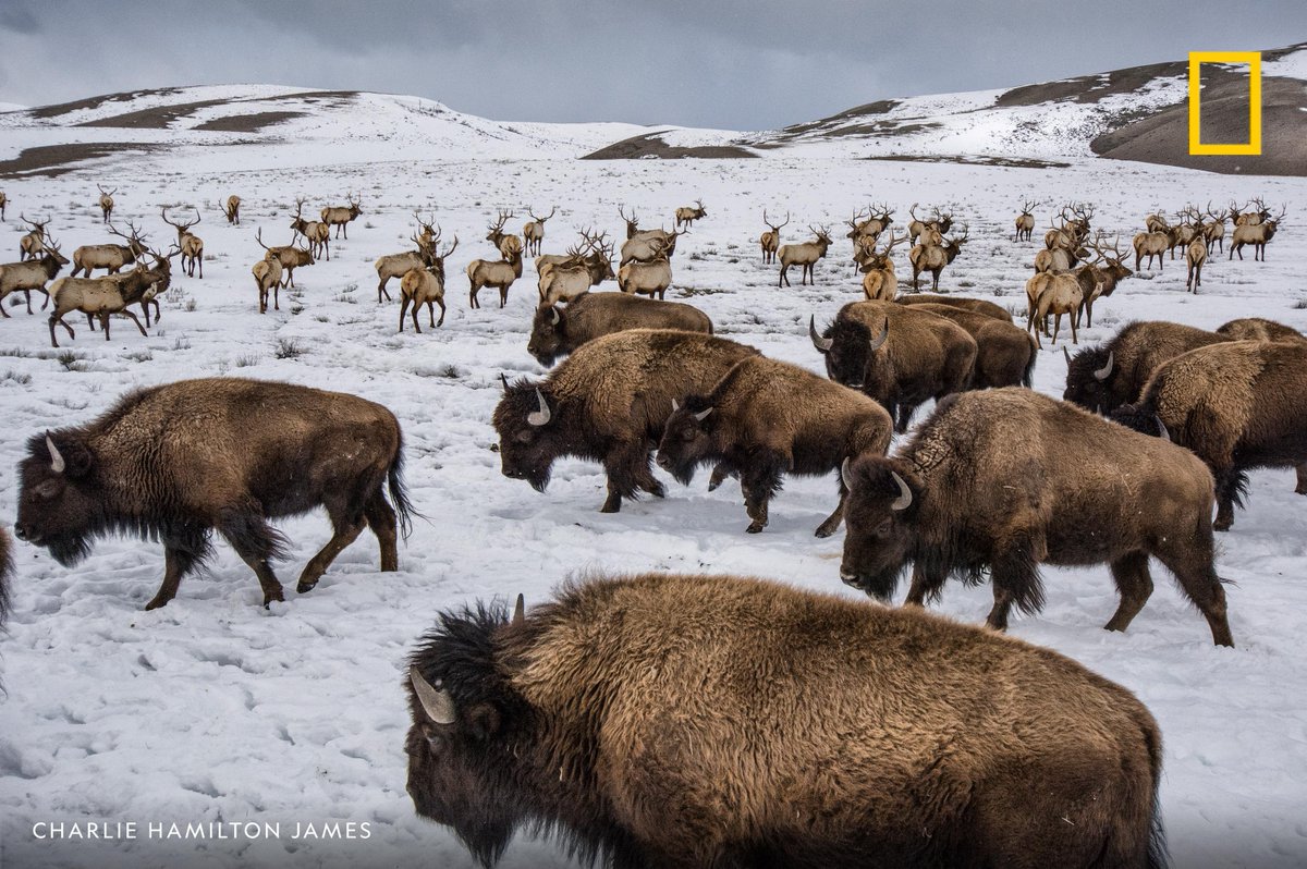 NatGeo's tweet photo. Happy National Bison Day! Bison and elk share winter ranges in the National Elk Refuge near Jackson, Wyoming in this image from our archives https://t.co/wNNl72f7Tj