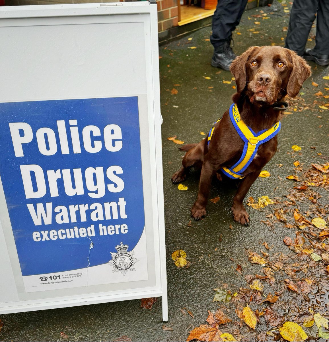 DerbysDogPolice's tweet image. Nights - PD Ted assisted in searching a house in #Sheffield. 
As his handler was checking the room for any pet cats, PD Ted went straight to work and within 60 seconds located  a hidden stash of bank notes - thousands of pounds worth! 
#NoMessing
#TimeIsMoney
#SuperTed