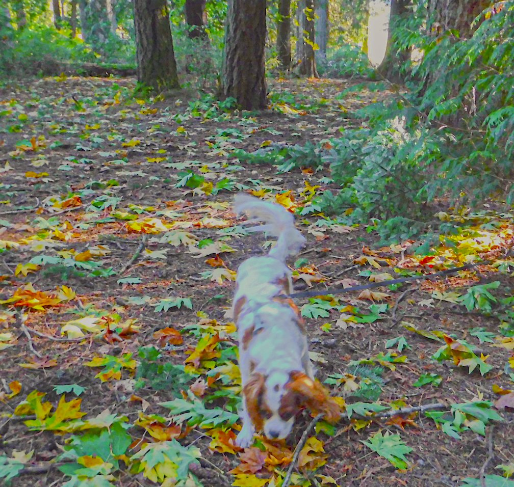 Back from another #ForestFriday...fave day of de week...more sniffs per inch dan anywhere else. Keep nose to de ground.👃