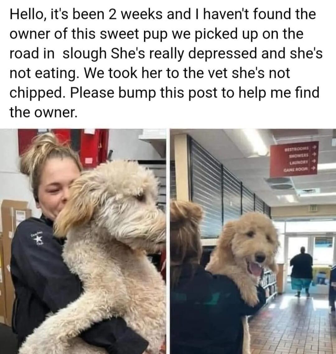 BeCockerpoo's tweet photo. Spreading further afield someone must be missing this lovely dog https://t.co/b6GqAdqqoe