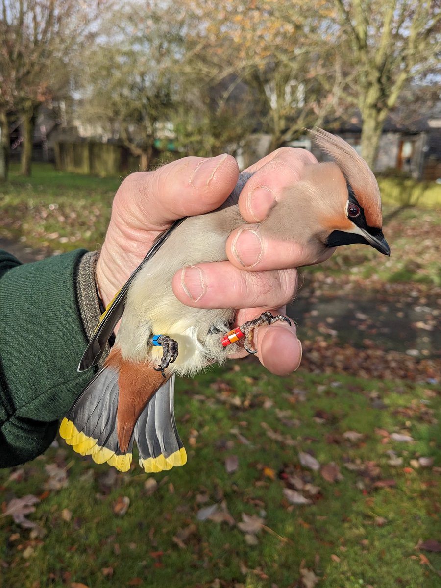More Waxwing ringing! This one seemed determined to munch my finger off, obviously hadn't quite had his fill of Rowan berries.

#birdringing #waxwings