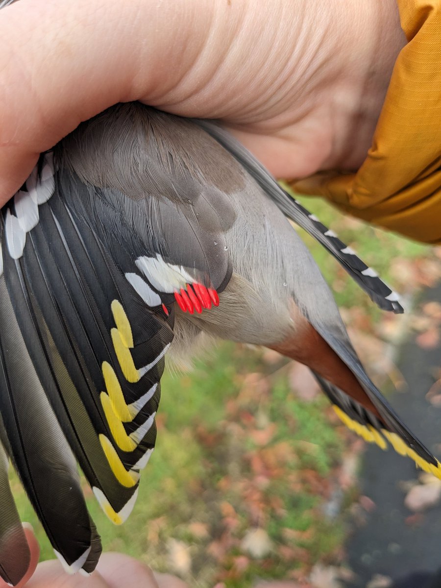 Dannythomas_216's tweet photo. More Waxwing ringing! This one seemed determined to munch my finger off, obviously hadn't quite had his fill of Rowan berries.

#birdringing #waxwings https://t.co/Yi3D3jyuBI