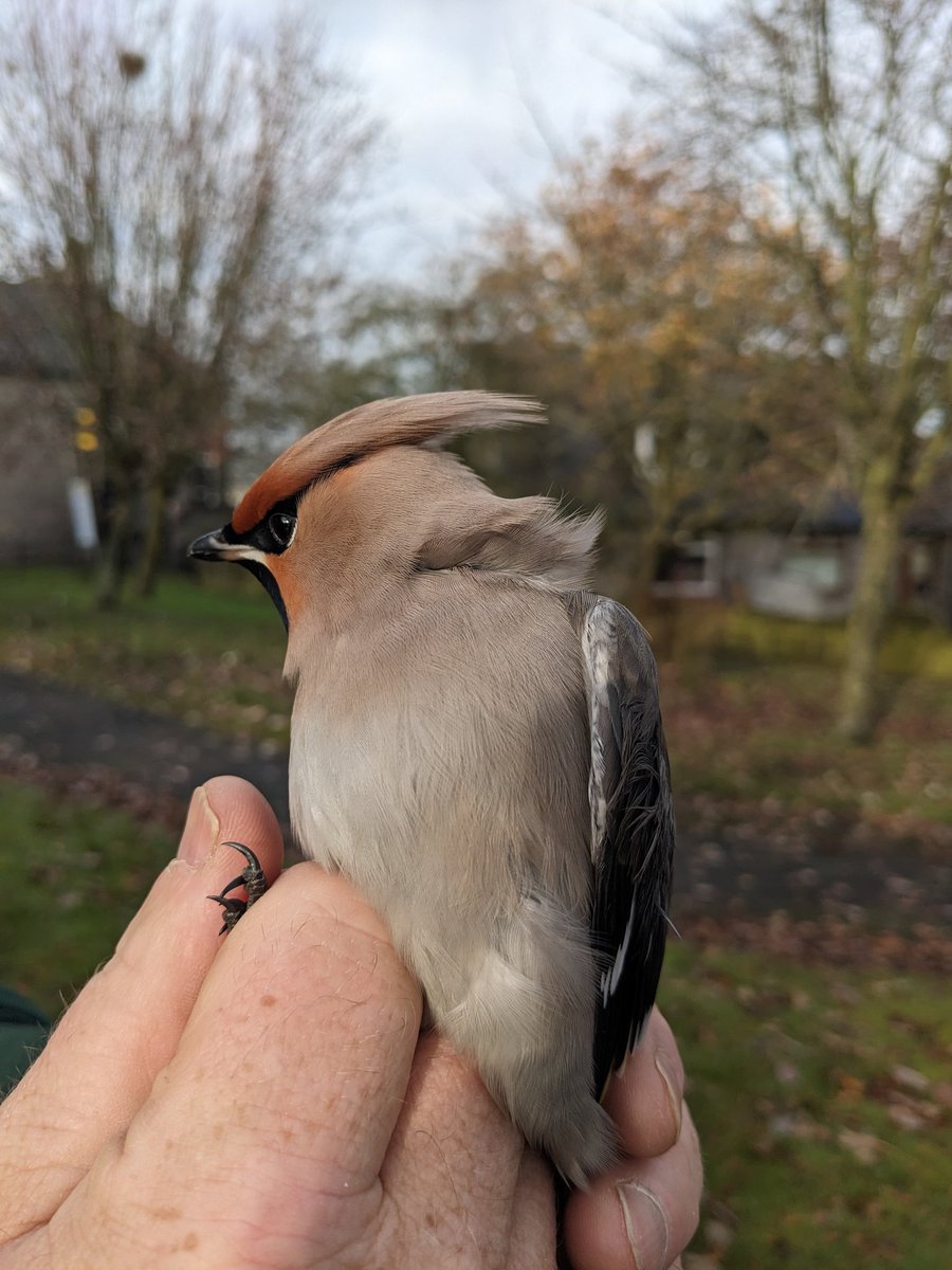 Dannythomas_216's tweet photo. More Waxwing ringing! This one seemed determined to munch my finger off, obviously hadn't quite had his fill of Rowan berries.

#birdringing #waxwings https://t.co/Yi3D3jyuBI